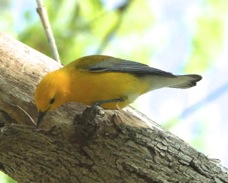 Prothonotary Warbler 4770