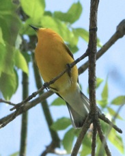 Prothonotary Warbler 4793