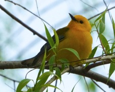 Prothonotary Warbler 3812