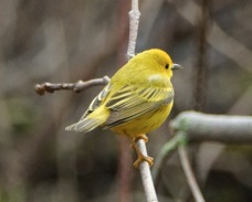 Yellow Warbler 0422