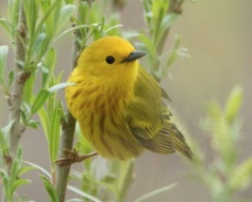 Yellow Warbler 0685