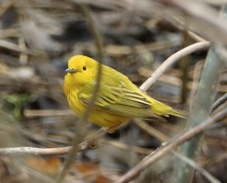 Yellow Warbler 0417