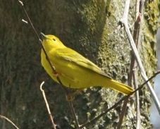 Yellow Warbler 1729