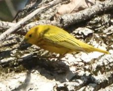 Yellow Warbler 1850