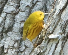 Yellow Warbler 1884