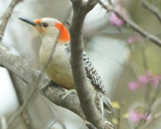 Red-bellied Woodpecker 2588