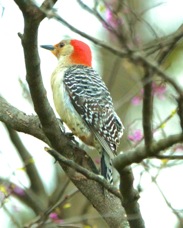 Red-bellied Woodpecker 2576