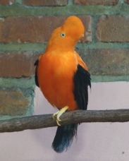 Andean Cock-of-the-Rock male 5630