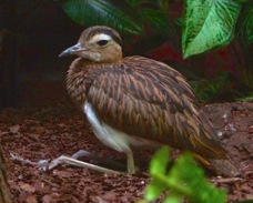Double-striped Thick Knee 5583