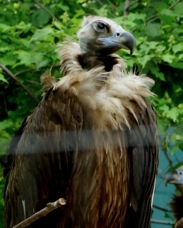 Cinerous Vulture 5844