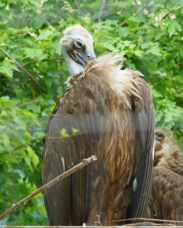 Cinerous Vulture 5842