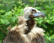 Cinerous Vulture 5849