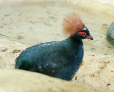 Crested Wood Partridge 5833