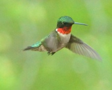 Ruby-throated Hummingbird 2614
