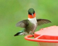Ruby-throated Hummingbird 2612