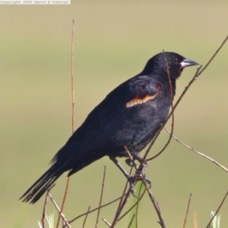 Red-winged Blackbird 7713.jpg