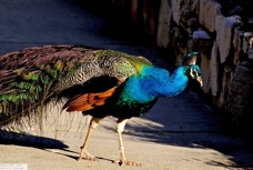 Peacock 3622
