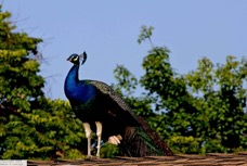 Peacock 3623