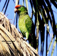 Red-crowned Parrot 3826