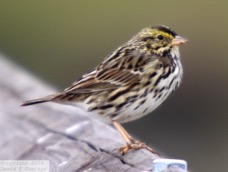 Savannah Sparrow 3170.jpg
