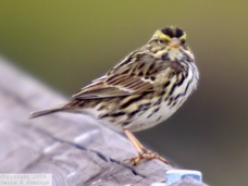 Savannah Sparrow 3171.jpg
