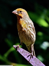 House finch yellow variant 829