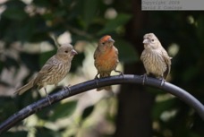House Finches 0761