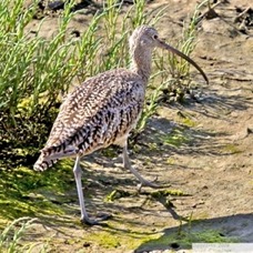 Long-billed Curlew 1853