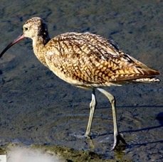 Long-billed Curlew 6541