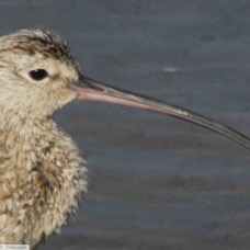 Long-billed Curlew 6596