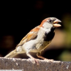 House Sparrow 7389.jpg