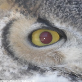 Great Horned Owl 4239