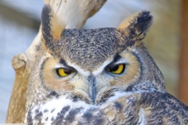 Great Horned Owl 4240