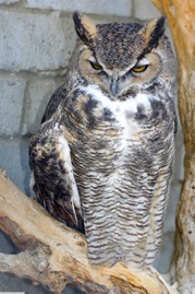 Great Horned Owl 4251