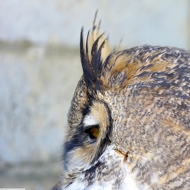 Great Horned Owl 4256