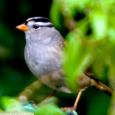 White Crowned Sparrow 2319.jpg