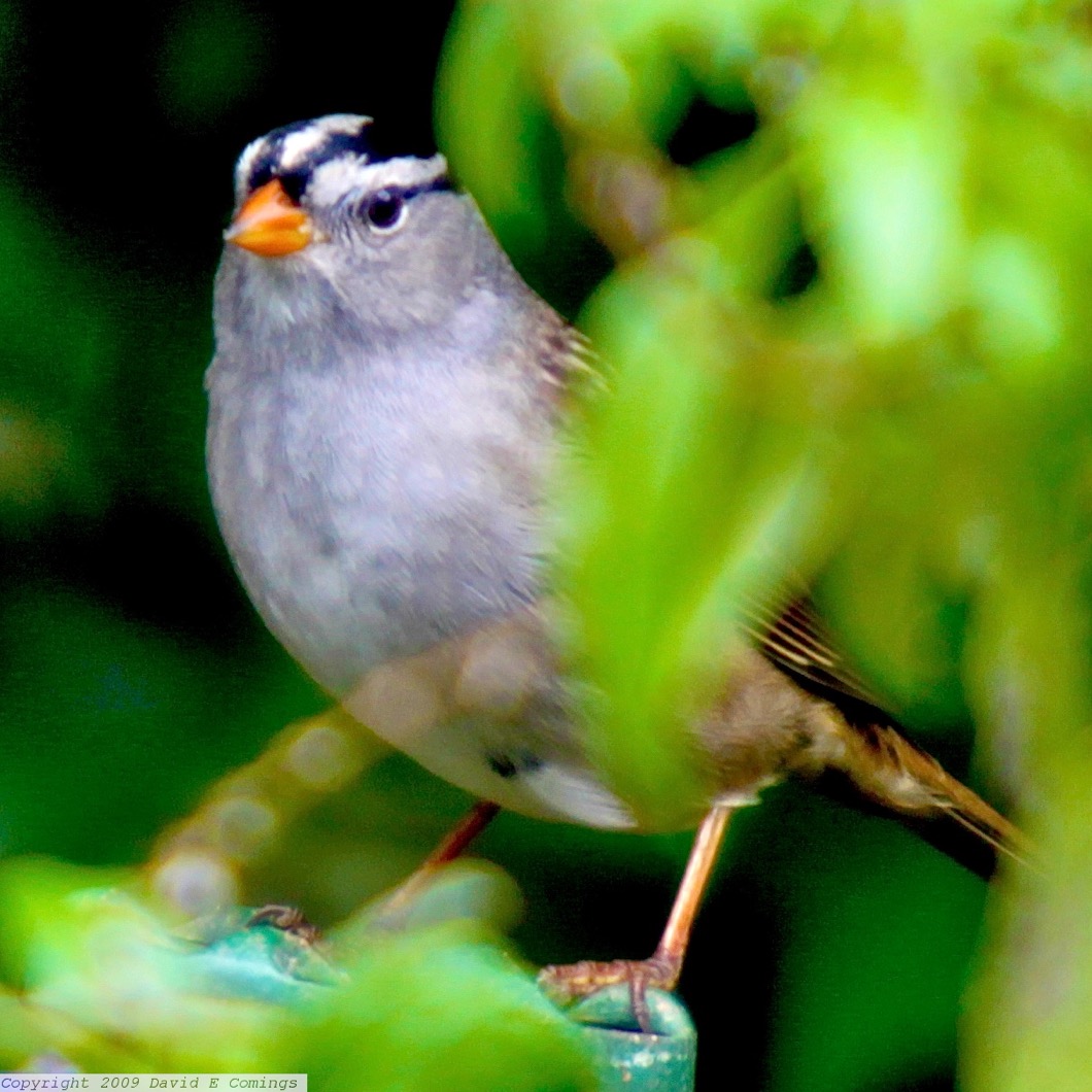 White Crowned Sparrow 2321.jpg