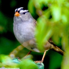 White Crowned Sparrow 2321.jpg