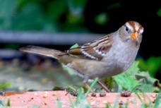 White Crowned Sparrow immature 2450.jpg