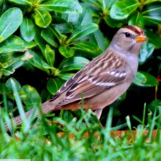 White Crowned Sparrow  immature 2338.jpg
