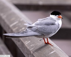 Common Tern  4253