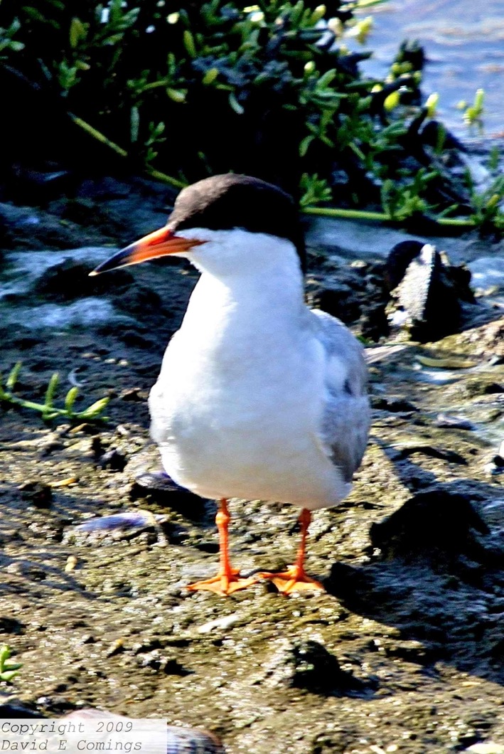Common Tern 6605