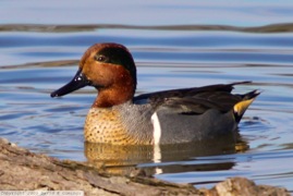 Green-winged Teal 0293