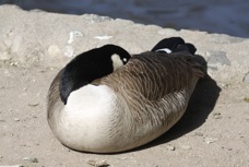 Canadian Goose 5923.jpg