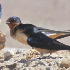 Barn Swallow 2168