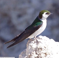 Violet-green Swallow 5738