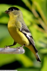 Lesser Goldfinch 2059.jpg
