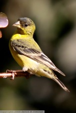 Lesser goldfinch 273.jpg