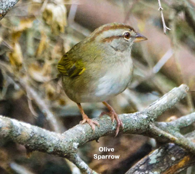 Olive Sparrow-243
