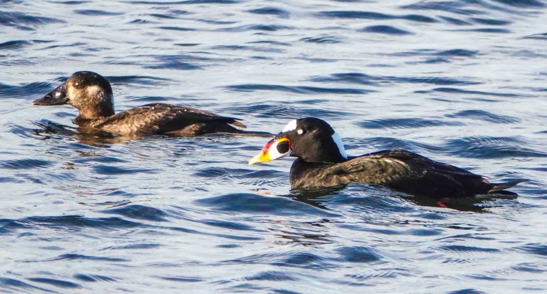 Surf Scoter female and male-107.jpg